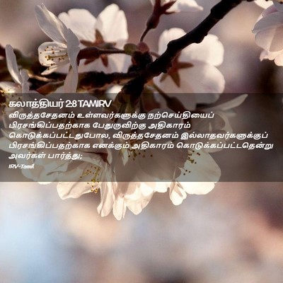 Picture 02 - கலாத்தியர் 2:8 TAMIRV - விருத்தசேதனம் - Bible Verse Picture