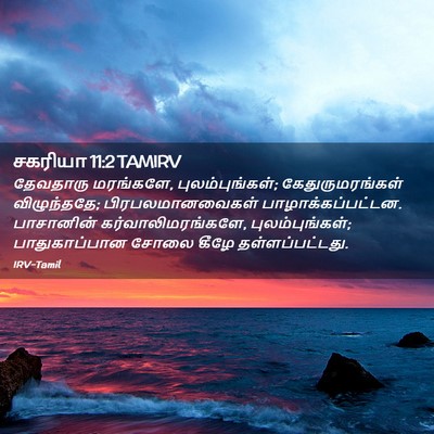 Picture 02 - சகரியா 11:2 TAMIRV - தேவதாரு மரங்களே, - Bible Verse Picture