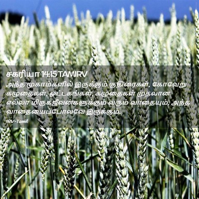 Picture 02 - சகரியா 14:15 TAMIRV - அந்த முகாம்களில் - Bible Verse Picture
