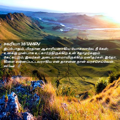 Picture 02 - சகரியா 3:8 TAMIRV - இப்போதும், பிரதான - Bible Verse Picture