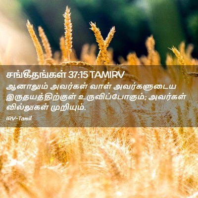 Picture 02 - சங்கீதங்கள் 37:15 TAMIRV - ஆனாலும் அவர்கள் - Bible Verse Picture
