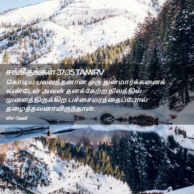 Picture 02 - சங்கீதங்கள் 37:35 TAMIRV - கொடிய பலவந்தனான - Bible Verse Picture