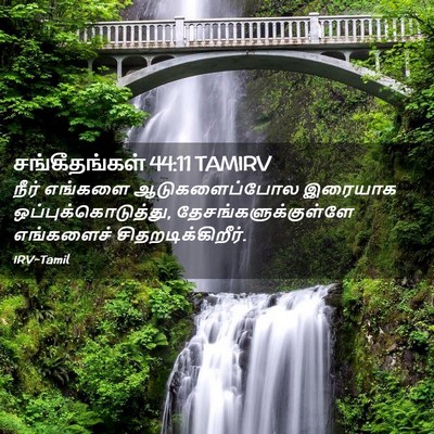 Picture 02 - சங்கீதங்கள் 44:11 TAMIRV - நீர் எங்களை - Bible Verse Picture