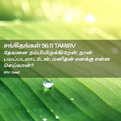 Picture 02 - சங்கீதங்கள் 56:11 TAMIRV - தேவனை - Bible Verse Picture