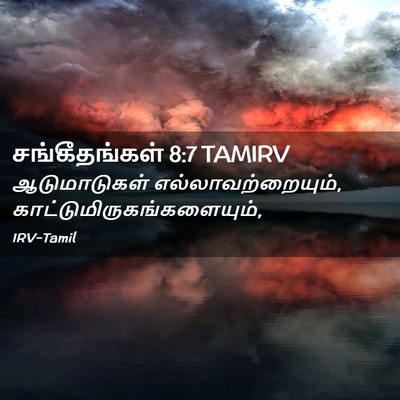 Picture 02 - சங்கீதங்கள் 8:7 TAMIRV - ஆடுமாடுகள் - Bible Verse Picture