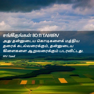 Picture 02 - சங்கீதங்கள் 80:11 TAMIRV - அது தன்னுடைய - Bible Verse Picture