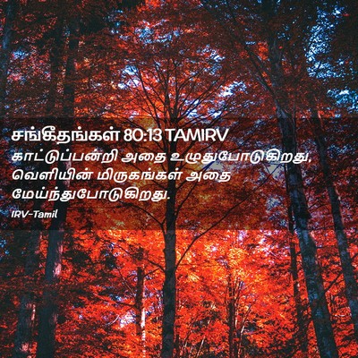 Picture 02 - சங்கீதங்கள் 80:13 TAMIRV - காட்டுப்பன்றி அதை - Bible Verse Picture
