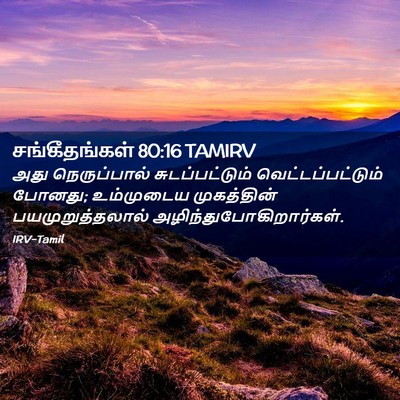 Picture 02 - சங்கீதங்கள் 80:16 TAMIRV - அது நெருப்பால் - Bible Verse Picture