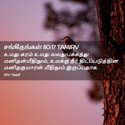 Picture 02 - சங்கீதங்கள் 80:17 TAMIRV - உமது கரம் உமது - Bible Verse Picture