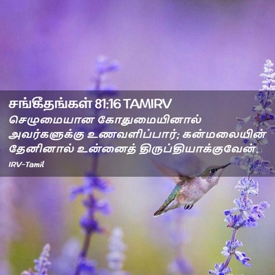 Picture 02 - சங்கீதங்கள் 81:16 TAMIRV - செழுமையான - Bible Verse Picture