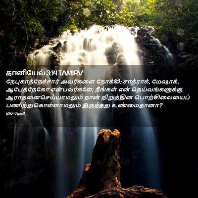 Picture 02 - தானியேல் 3:14 TAMIRV - நேபுகாத்நேச்சார் - Bible Verse Picture