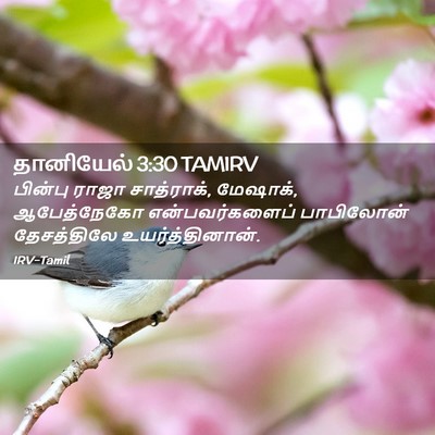 Picture 02 - தானியேல் 3:30 TAMIRV - பின்பு ராஜா - Bible Verse Picture