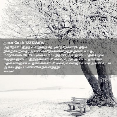Picture 02 - தானியேல் 4:33 TAMIRV - அந்நேரமே இந்த - Bible Verse Picture