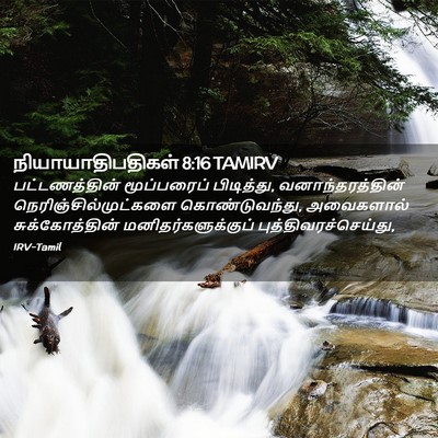Picture 02 - நியாயாதிபதிகள் 8:16 TAMIRV - பட்டணத்தின் - Bible Verse Picture