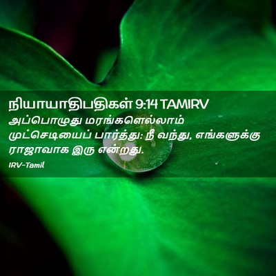 Picture 02 - நியாயாதிபதிகள் 9:14 TAMIRV - அப்பொழுது - Bible Verse Picture