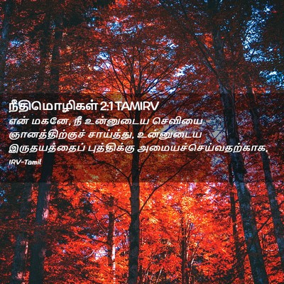 Picture 02 - நீதிமொழிகள் 2:1 TAMIRV - என் மகனே, நீ - Bible Verse Picture