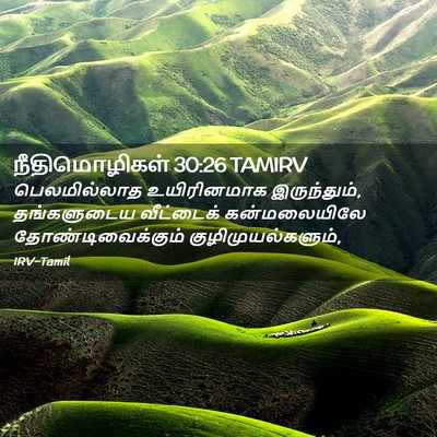 Picture 02 - நீதிமொழிகள் 30:26 TAMIRV - பெலமில்லாத - Bible Verse Picture