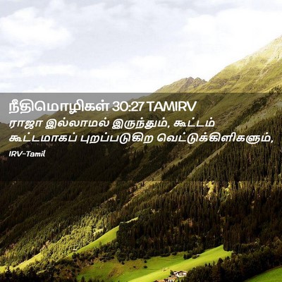 Picture 02 - நீதிமொழிகள் 30:27 TAMIRV - ராஜா இல்லாமல் - Bible Verse Picture