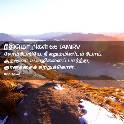 Picture 02 - நீதிமொழிகள் 6:6 TAMIRV - சோம்பேறியே, நீ - Bible Verse Picture