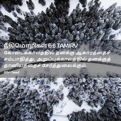 Picture 02 - நீதிமொழிகள் 6:8 TAMIRV - கோடைக்காலத்தில் - Bible Verse Picture