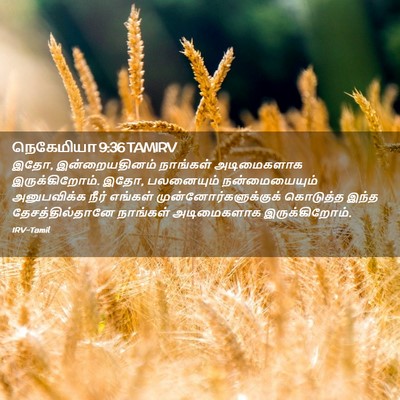 Picture 02 - நெகேமியா 9:36 TAMIRV - இதோ, இன்றையதினம் - Bible Verse Picture