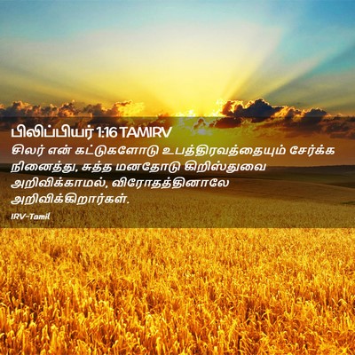 Picture 02 - பிலிப்பியர் 1:16 TAMIRV - சிலர் என் - Bible Verse Picture