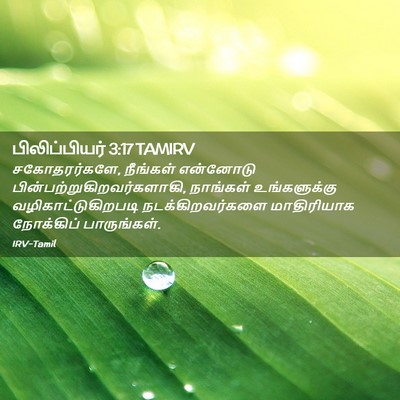 Picture 02 - பிலிப்பியர் 3:17 TAMIRV - சகோதரர்களே, - Bible Verse Picture