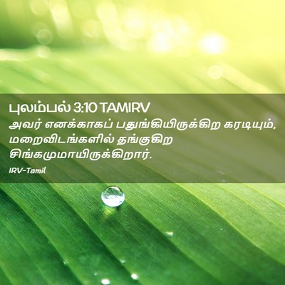 Picture 02 - புலம்பல் 3:10 TAMIRV - அவர் எனக்காகப் - Bible Verse Picture