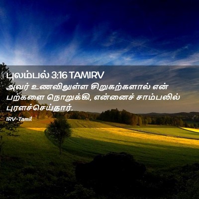 Picture 02 - புலம்பல் 3:16 TAMIRV - அவர் உணவிலுள்ள - Bible Verse Picture