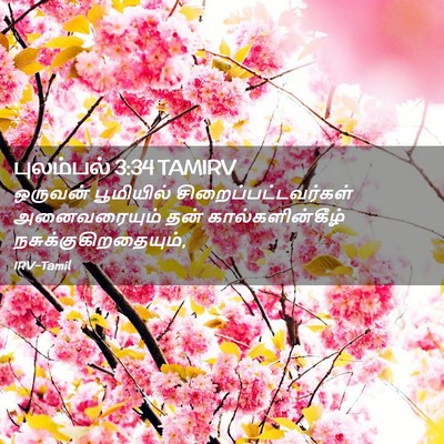 Picture 02 - புலம்பல் 3:34 TAMIRV - ஒருவன் பூமியில் - Bible Verse Picture