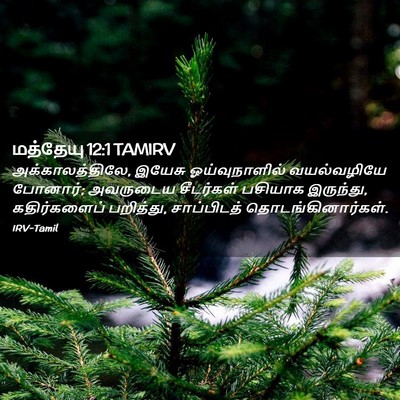 Picture 02 - மத்தேயு 12:1 TAMIRV - அக்காலத்திலே, - Bible Verse Picture