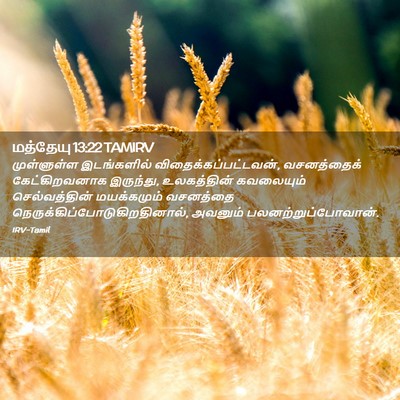 Picture 02 - மத்தேயு 13:22 TAMIRV - முள்ளுள்ள - Bible Verse Picture