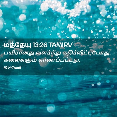Picture 02 - மத்தேயு 13:26 TAMIRV - பயிரானது வளர்ந்து - Bible Verse Picture