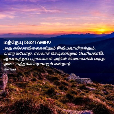 Picture 02 - மத்தேயு 13:32 TAMIRV - அது - Bible Verse Picture
