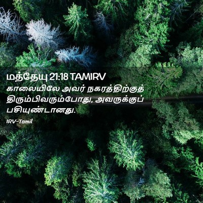 Picture 02 - மத்தேயு 21:18 TAMIRV - காலையிலே அவர் - Bible Verse Picture