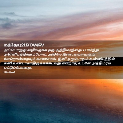 Picture 02 - மத்தேயு 21:19 TAMIRV - அப்பொழுது - Bible Verse Picture