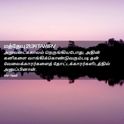 Picture 02 - மத்தேயு 21:34 TAMIRV - அறுவடைக்காலம் - Bible Verse Picture