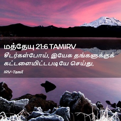 Picture 02 - மத்தேயு 21:6 TAMIRV - சீடர்கள்போய், - Bible Verse Picture