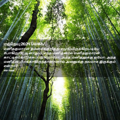 Picture 02 - மத்தேயு 26:24 TAMIRV - மனிதகுமாரன் - Bible Verse Picture