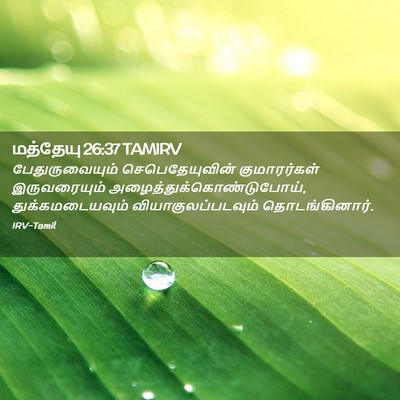 Picture 02 - மத்தேயு 26:37 TAMIRV - பேதுருவையும் - Bible Verse Picture