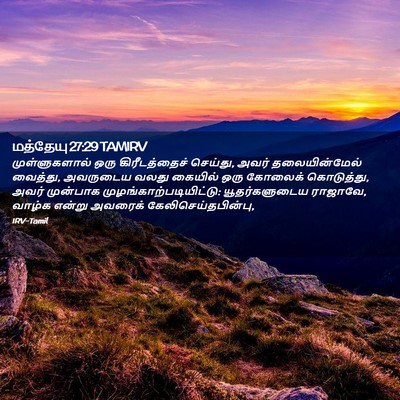 Picture 02 - மத்தேயு 27:29 TAMIRV - முள்ளுகளால் ஒரு - Bible Verse Picture