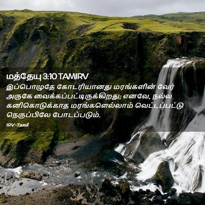 Picture 02 - மத்தேயு 3:10 TAMIRV - இப்பொழுதே - Bible Verse Picture