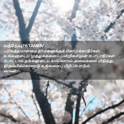 Picture 02 - மத்தேயு 7:6 TAMIRV - பரிசுத்தமானதை - Bible Verse Picture