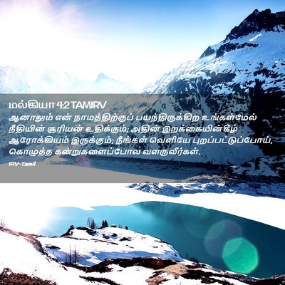 Picture 02 - மல்கியா 4:2 TAMIRV - ஆனாலும் என் - Bible Verse Picture