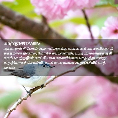 Picture 02 - மாற்கு 1:44 TAMIRV - ஆனாலும் நீ போய், - Bible Verse Picture