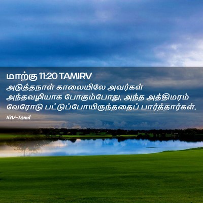Picture 02 - மாற்கு 11:20 TAMIRV - அடுத்தநாள் - Bible Verse Picture