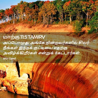 Picture 02 - மாற்கு 11:5 TAMIRV - அப்பொழுது அங்கே - Bible Verse Picture