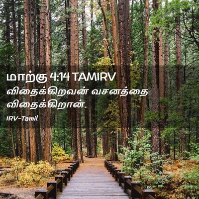 Picture 02 - மாற்கு 4:14 TAMIRV - விதைக்கிறவன் - Bible Verse Picture