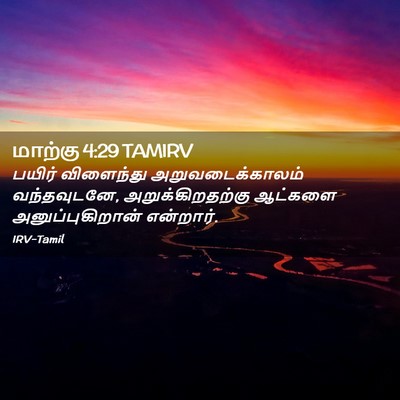 Picture 02 - மாற்கு 4:29 TAMIRV - பயிர் விளைந்து - Bible Verse Picture