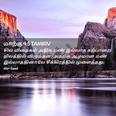 Picture 02 - மாற்கு 4:5 TAMIRV - சில விதைகள் அதிக - Bible Verse Picture